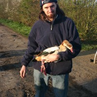 Egyptian Goose